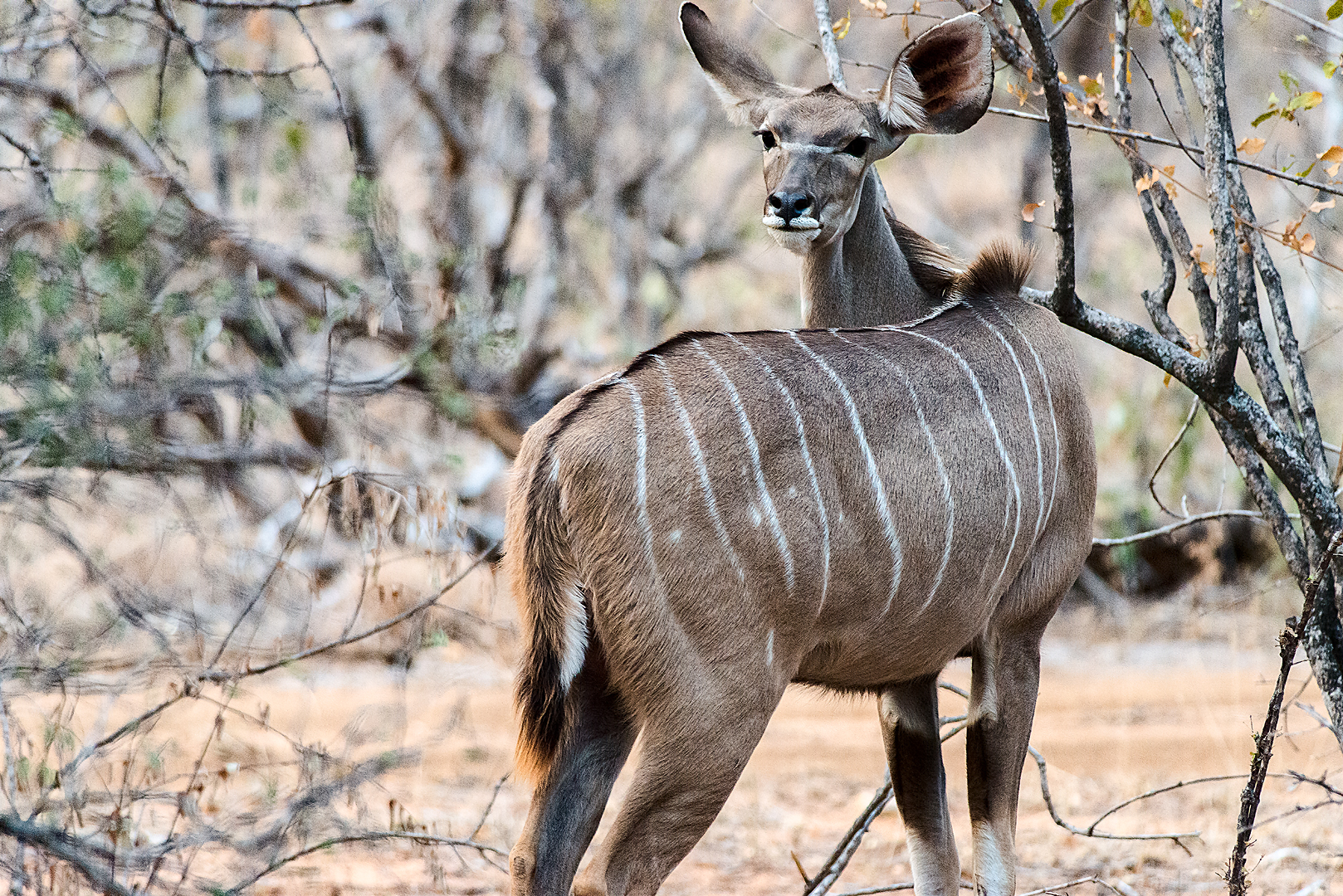 Kruger 573 copia